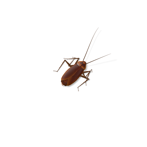 Glassroach, with six articulated legs and long antennae